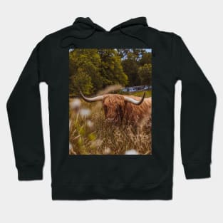 Scottish Highland Bull | Unique Beautiful Travelling Home Decor | Phone Cases Stickers Wall Prints | Scottish Travel Photographer  | ZOE DARGUE PHOTOGRAPHY | Glasgow Travel Photographer Hoodie